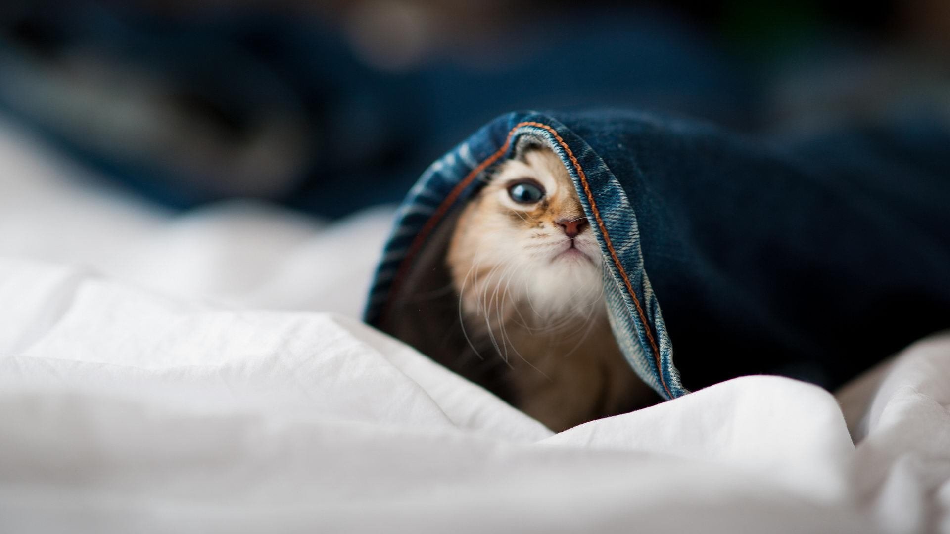 开云-东决关键战之夜，基米希持续制造杀伤，硬汉本色铸就胜利之路